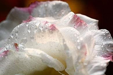 《DOTA2》iG战队新赛季阵容宣传片